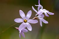 Ixia rapunculoides