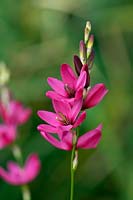 Ixia 'Mabel'