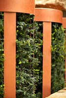 Cylindrical metal structures with Taxus baccata.   Brewers Yard by Welcome to Yorkshire.  RHS  Chelsea Flower Show 2015