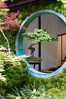 Edo no Niwa - Edo Garden. View of the house with wall covered by  Leucobryum juniperoideum and old bonsai in a circural window.  surrounded by Pinus, Enkianthus campanulatus and Acer palmatum 'Little Princess'.  