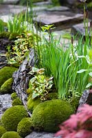 Leucobryum juniperoideum - moss balls and Houttuynia  planted on rocks and raw wood. Edo no Niwa - Edo Garden. 