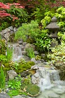 Edo no Niwa - Edo Garden. Japanese garden - A waterfall flows through rocks and green textural planting of Iris sibirica cv and pincushion moss mounds