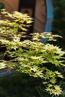 Edo no Niwa - Edo Garden. Acer palmatum 'Little Princess'