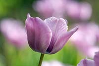 Tulipa 'Bleu Aimable'
