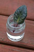 Taking Saintpaulia Cuttings - leave the leaf in a jar with water touching the base of the cutting. Avoid getting water on the leaf. Leave in a warm light place.