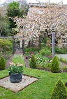 Borders lined with clipped Box and topiary, under a Prunus tree in blossom - Priory House, Wiltshire