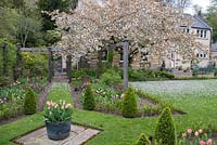 Borders lined with clipped Box and topiary, under a Prunus tree in blossom - Priory House, Wiltshire