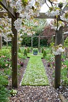 Prunus tree in blossom, overhanging a pergola with grass path, clipped Box and topiary