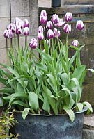 Container with Tulipa 'Ren's Favourite' - Priory House, Wiltshire