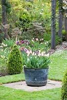 Container with Tulipa 'Apricot Beauty' - Priory House, Wiltshire