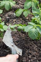 Earthing up Potatoes to encourage a better yield