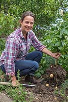 Woman harvesting Solanum tuberosum 'Bonnie'