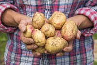 A handful of freshly harvested Solanum tuberosum 'Bonnie'