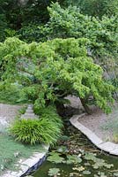 Robinia pseudoacacia 'Tortuosa' and Ulmus x hollandica 'Jacqueline Hillier'- dwarf elm in japanese garden with pool