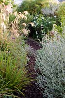 Bark pathway through borders.  Planting includes, seedheads of Cortaderia fulvida, Teucrium fruticans, foliage of Libertia. Rosa 'Blanche Double de Coubert' in background.