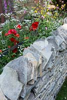 The Old Forge Garden for Motor Neurone Disease Association. RHS Chelsea Flower Show 2015. View of natural slate rocks border wall surrounded by wild flowers Papaver rhoeas, Anthriscus sylvestris and Ranunculus acris