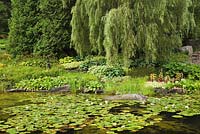 Pond with Chlorophyta - Green Algae, white Nymphaea alba and bordered by  Salix - Weeping Willow and Thuja occidentalis - Cedar trees in summer, Centre de la Nature public garden, Saint-Vincent-de-Paul, Laval, Quebec, Canada