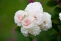 Rosa 'Marie-Jeanne' Polyantha rose