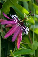 Passiflora caerulea rubra  - syn. P. caeruleoracemosa, passion flower