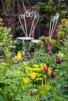 White ironwork chairs in spring garden. Tulipa 'West Point' - lily-flowered AGM with Tulipa 'Queen of Night' and  Tulipa 'Maytime'. Various euphorbias including Euphorbia polychroma, Euphorbia stygiana.