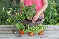 Woman planting Trailing Ivy Geranium 'Burgundy Red' Precision series - Pelargonium x Hortorum in centre of hanging basket