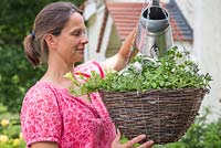 Woman watering freshly planted hanging basket containing Petunia 'Lime' Surfinia series - Suntory Collection, Trailing Ivy Geranium 'Burgundy Red' Precision series - Pelargonium x Hortorum and Petunia 'Rim Magenta' Cascadia series