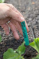 Adding plant label for Beetroot 'Detroit Dark Red'