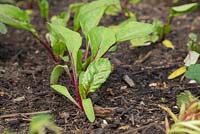 Beetroot 'Detroit Dark Red' after thinning