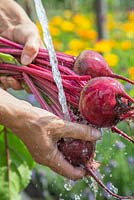 Cleaning freshly harvested Beetroot 'Detroit Dark Red' under a tap