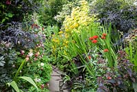 Cottage garden open for The National Gardens Scheme, filled with colourful summer bedding, mixed herbaceous perennials and shrubs. The Paddocks, Wendover.