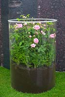 Contemporary garden - a Rosa enclosed in giant glass container. The Fragrance Garden from Harrods.