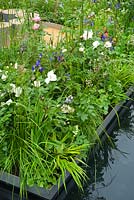 Thinking of Peace by Lace Landscapes. Contemporary garden with water and planting combination of Rosa 'Jacqueline du Pre', Rosa 'St Ethelburga', Iris sibirica 'Tropical Night' and 'Blue King'