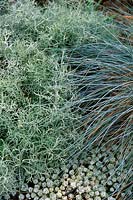 Artemisia alba canescens, Festuca glauca and Sedum spathulifolium 'Cape Blanco'