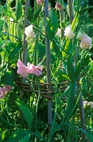 Lathyrus odoratus on twiggy wigwam: mix of 'Pink Bouquet' 