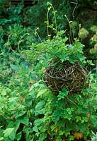 Aconitum hemsleyanum syn. A. volubile hort climbing through twiggy woven ball on tripod