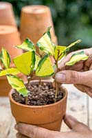 Place the semi-hardwood Elaeagnus cuttings in the pot. Space them evenly apart giving the cuttings room to grow