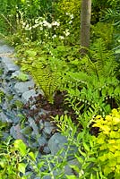 A Cumbrian slate wall planted with ferns. The RHS Great Chelsea Challenge Garden. RHS Chelsea Flower Show, 2015.