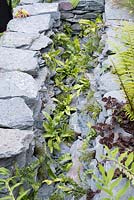 Dry stone wall with ferns and succulents - The Great Chelsea Garden Challenge Garden, RHS Chelsea Flower Show 2015 