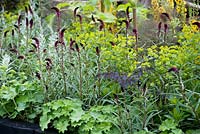 Planting on raised bed with black wooden sleeper including Lysimachia Beaujolais, Alchemilla mollis. The Great Chelsea Garden Challenge Garden  RHS Chelsea Flower Show, 2015.