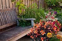 Wooden bench in city courtyard with purpled-leafed begonia and marigold in foreground. Rosemary behind bench with grape vine on fence - Vitis 'Brant' and annual bedding including ivy-leaf pelargonium, Bidens and variegated Fuchsia triphylla 'Firecracker'. Bay tree at back