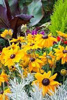 Coneflower - Rudbeckia Dublin with foliage of curry plant - Helichrysum. Abyssinian banana Ensete Ventricosum 'Maurelii' behind, with bay tree - Laurus nobilis. All plants in pots.