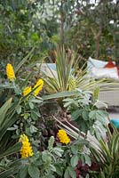 Argyrocytisus battandiesi 'Yellow Tail', pineapple broom - Hillier Nurseries: Crossing Continents, Australasia, RHS Chelsea Flower Show, 2015