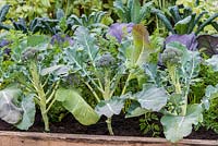 Young broccoli heads planted in a raised vegetable bed with cabbages and carrots, RHS Chelsea Flower Show 2015