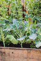 Young broccoli heads planted in a raised vegetable bed with cabbages, RHS Chelsea Flower Show 2015