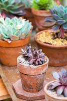 Terracotta pots planted with sempervivum and  echeveria succulents, on a shelf in a greenhouse. RHS Chelsea Flower Show 2015