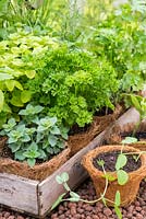 A tray of herbs in fibre pots, including parsley, oregano and rosemary. RHS Chelsea Flower Show 2015
