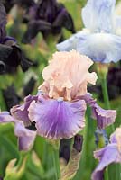 Iris 'Florentine Silk'. RHS Chelsea Flower Show 2015