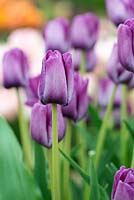 Tulipa 'Bleu Aimable'. RHS Chelsea Flower Show 2015