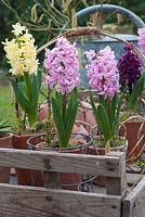Hyacinths diplayed on wooden tray with pots and twigs. Hyacinth 'Lady Derby' 