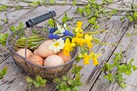 Floral display containing Daffodils, Primula, Muscari, Chicken eggs and fresh spring foliage